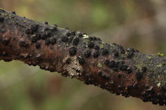 Biscogniauxia marginata