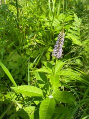 Veronicastrum sibiricum
