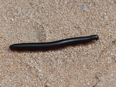 Archispirostreptus gigas