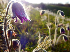 Pulsatilla