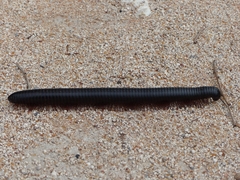 Archispirostreptus gigas