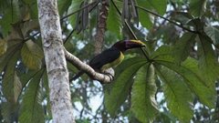 Pteroglossus viridis