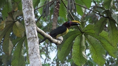 Pteroglossus viridis