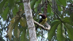 Pteroglossus viridis