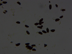 Annulohypoxylon annulatum