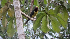 Pteroglossus viridis