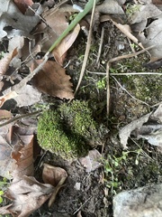 Bryophyta
