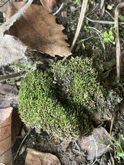 Bryophyta