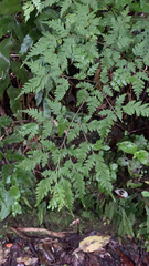Pteris macilenta