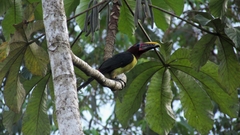 Pteroglossus viridis