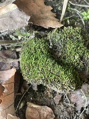 Bryophyta