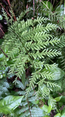 Leptopteris hymenophylloides