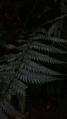 Cyathea dealbata
