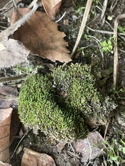 Bryophyta