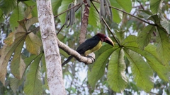 Pteroglossus viridis