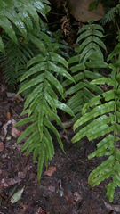 Blechnum novae-zelandiae