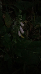 Plantaginaceae