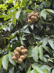 Talisia esculenta