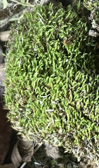 Bryophyta