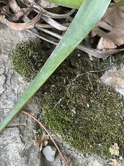Bryophyta