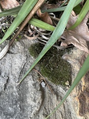 Bryophyta