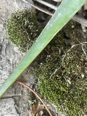 Bryophyta