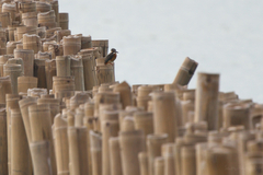 Alcedo atthis bengalensis