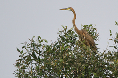 Ardea purpurea manilensis