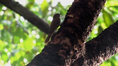 Glyphorynchus spirurus