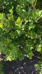 Pterocelastrus tricuspidatus