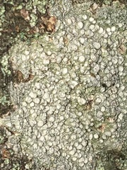 Pertusariaceae