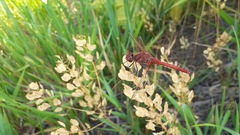 Sympetrum madidum