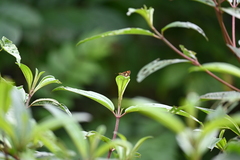Oriens paragola