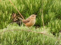 Cistothorus platensis