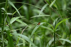 Oriens paragola