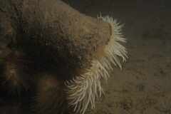 Calliactis parasitica