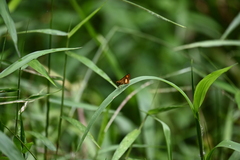 Oriens paragola