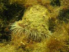 Calliactis parasitica