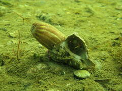 Calliactis parasitica