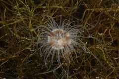 Calliactis parasitica