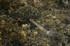 Pachycerianthus solitarius