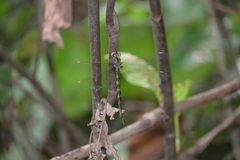 Gynacantha