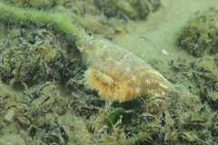 Calliactis parasitica