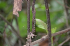 Gynacantha