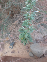 Vachellia tortilis