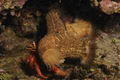 Calliactis parasitica