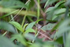 Ypthima pandocus corticaria