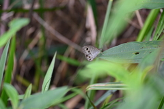 Ypthima pandocus corticaria