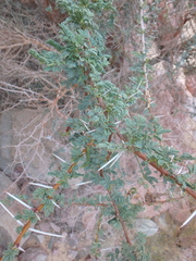 Vachellia tortilis