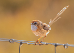 Stipiturus malachurus